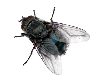 Download-Fly-PNG